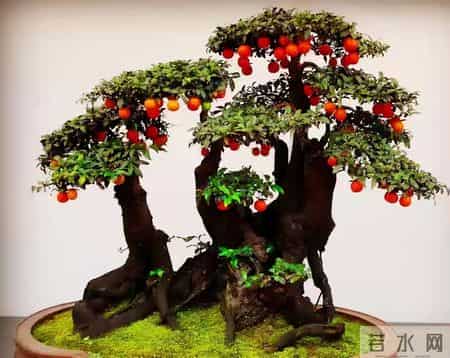 6种长寿花，建议养一盆，养成老桩价值高，开花更有“好兆头”