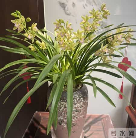 养花10年，我发现这9种花是最适合室内养的