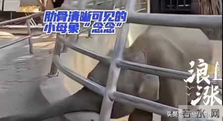 西双版纳动物园小象被虐后续：遭虐三年手段残忍，园方处罚太轻了