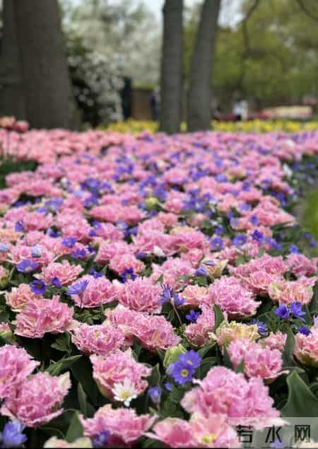 这就是大名鼎鼎的“世界花后”，六个国家尊它为国花，开花是真美