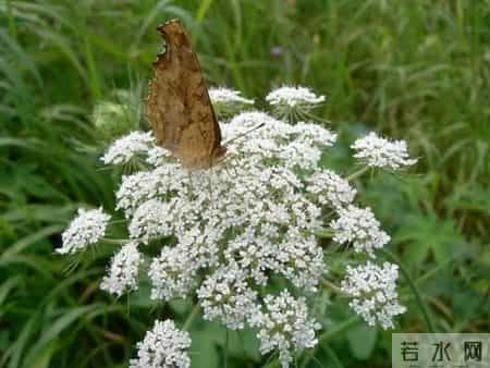 毁掉一锅肉的不是手艺，是那一片被你低估的白芷