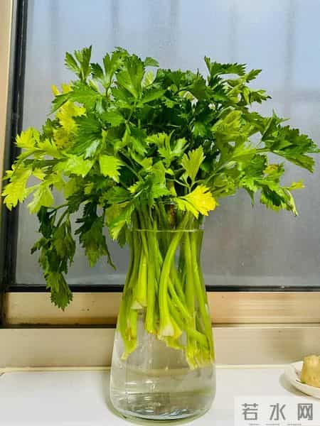 男子吐槽老婆“正经花养不活,拿芹菜当花”,网友:性价比太高了