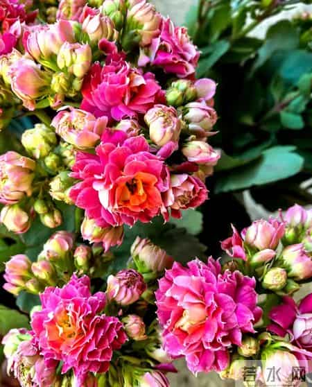 32个长寿花品种,全是当下流行的,品种控们的最爱