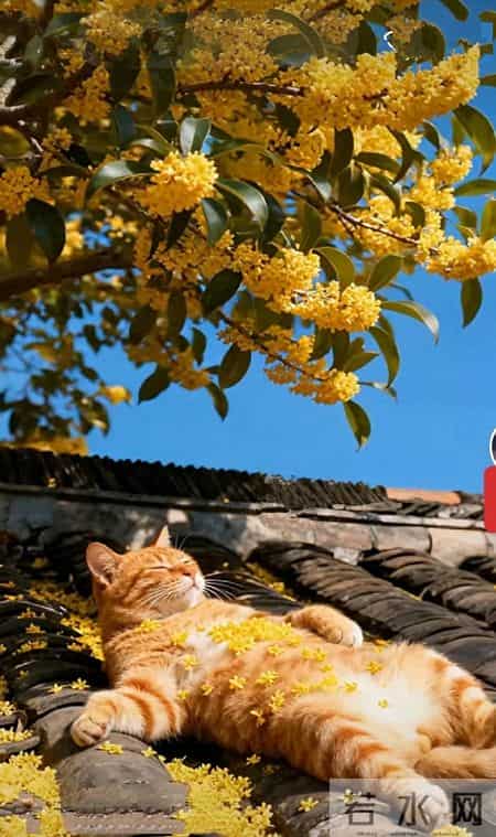 一生不工作，他叫潇洒哥！