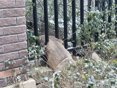 门头沟一只狍子卡在小区护栏间，救援还真有技术含量！