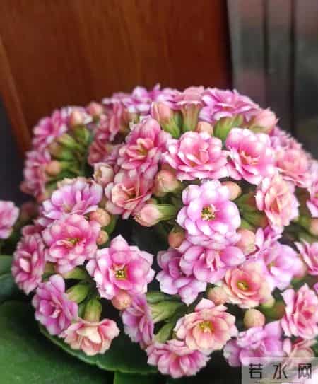 北京一阿姨,把长寿花养成巨无霸,爆花1万朵,太美太壮了!