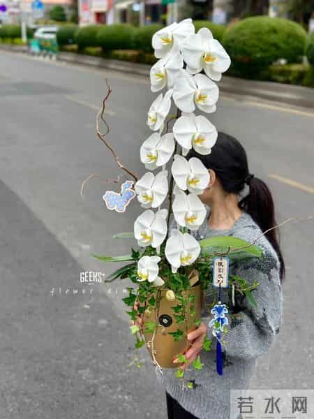 男子晒“公司乔迁的蝴蝶兰”,网友:想哭,上班如上坟具象化了~