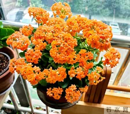 32个长寿花品种,全是当下流行的,品种控们的最爱