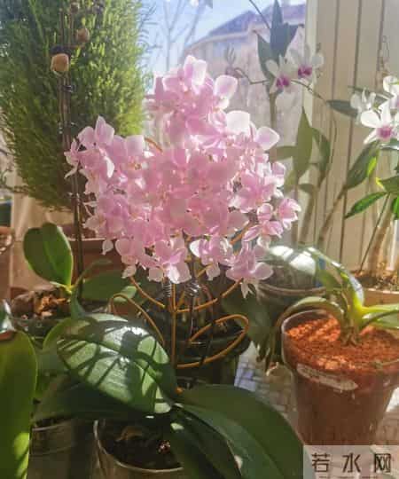 北京女子把蝴蝶兰养成“大花树”！19片叶12根花梗，好夸张！