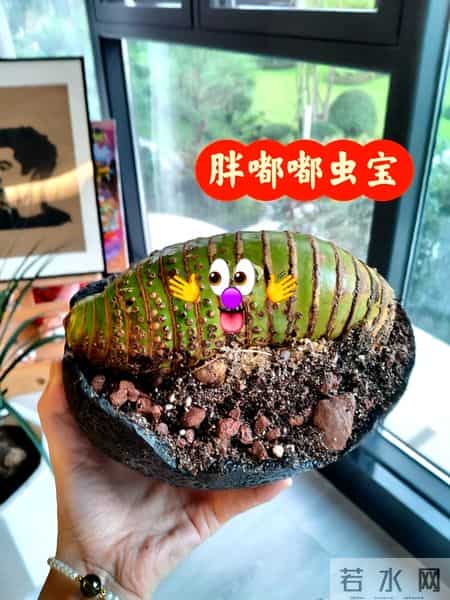 女子晒老公养的花,贵还难看,一言难尽咋劝退,网友:其实不丑