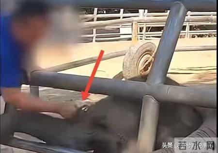 西双版纳动物园小象被虐后续：遭虐三年手段残忍，园方处罚太轻了