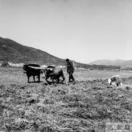 继父入赘我家，母亲跟人私奔，18年后带男人回家，我-该走的是你