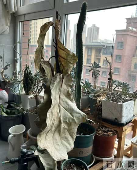 女子晒老公养的花“全军覆没”,没活过2个月,网友:养花的尽头是“收空盆”~