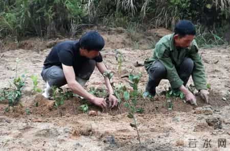赔不起就种树! 2019年江苏男子河边诱捕2万多只, 判赔600万无力支付