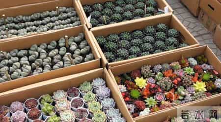 潍坊青州：“懒人花卉”受年轻人青睐 走俏年宵花市场