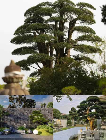 院子里缺棵镇宅树？这几种快种上，招财又旺运！