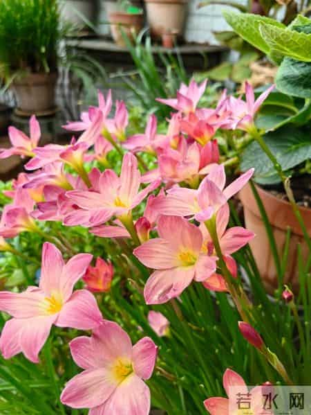 这6种花千万别乱换盆！一换就烂根死苗，养花人血的教训