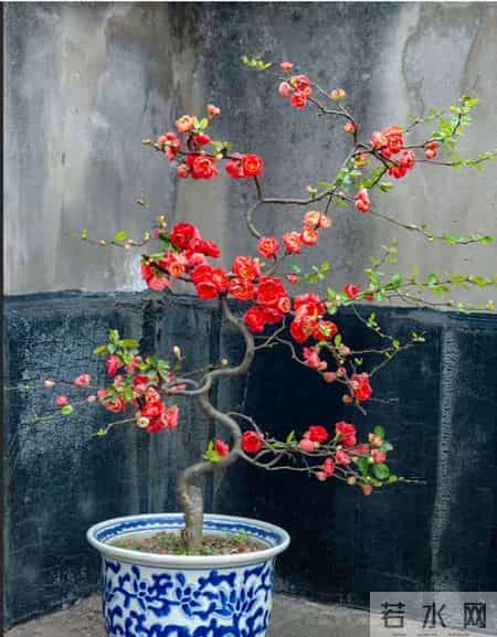 6种长寿花，建议养一盆，养成老桩价值高，开花更有“好兆头”