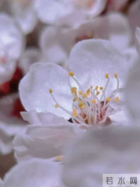 双子座2026:财婚双至,却逢“披麻星”——一场命运“喜丧”博弈