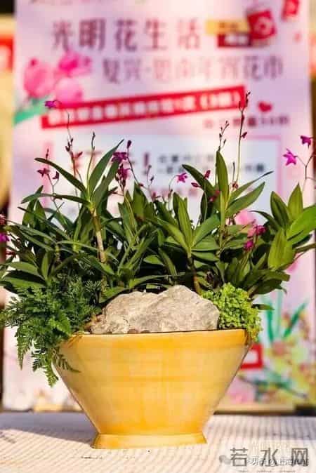 “复兴公园大概从来没来过这么多人”！快来逛市中心最大年宵花市，数十个品种，每款都有好彩头！