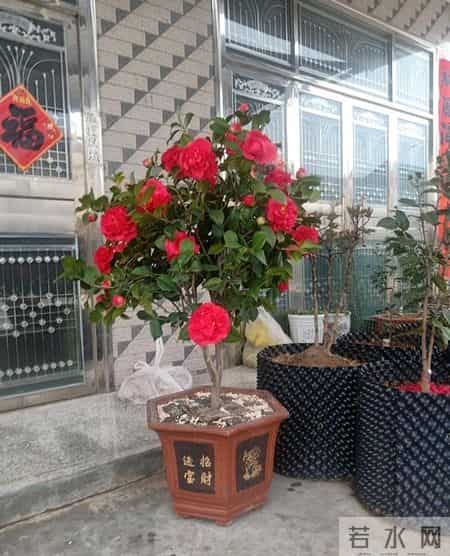 克瑞墨大牡丹火了，都说它耐寒又耐热，可真有那么神？