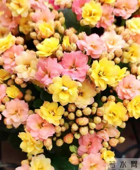 32个长寿花品种,全是当下流行的,品种控们的最爱