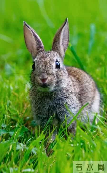 1975年属兔人：揭秘性格婚姻与命运起伏