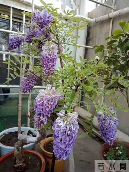 6种长寿花，建议养一盆，养成老桩价值高，开花更有“好兆头”