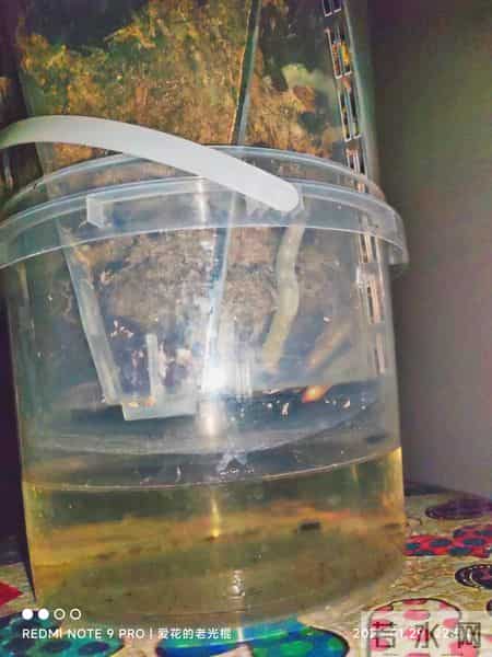 蝴蝶兰永不烂根的惊天妙法终于被一位疯狂喜欢蝴蝶兰男子发现了