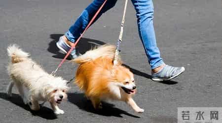 你的宠物狗，凭什么让他人付出代价？