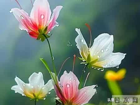 别只会亲吻拥抱！触碰女人这一软肋，才会让她彻底为你沦陷