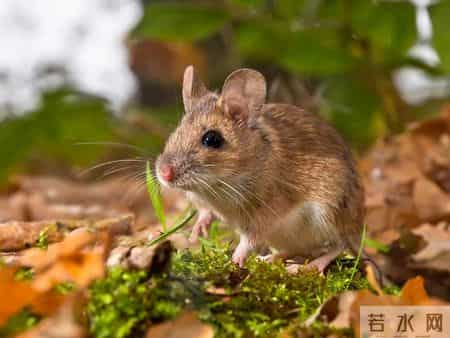 1只都不能抓！海南男子用笼子抓57只，连皮带肉放冰箱