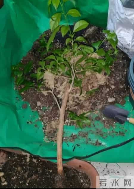 鸭掌木用深盆还是浅盆？按株型选，养根不烂叶！