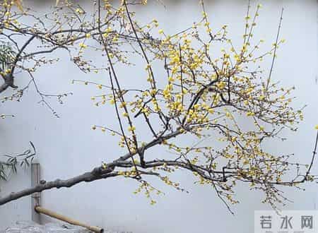 杭州一棵腊梅因“开花太多”走红，网友：第一次见开花这么肥的