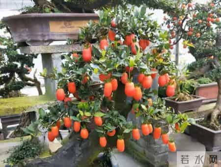 6种长寿花，建议养一盆，养成老桩价值高，开花更有“好兆头”