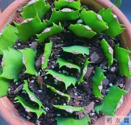 “死不了”的5种花,越冷越适合扦插,沾土就活,1个月开花