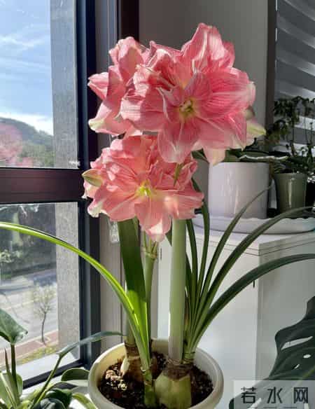 养花10年，我发现这9种花是最适合室内养的