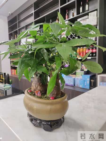 5种“能量花”，家里放一盆，大病小病全跑光，日子越过越舒心！