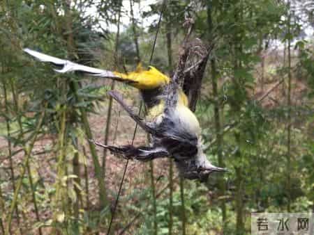 赔不起就种树! 2019年江苏男子河边诱捕2万多只, 判赔600万无力支付