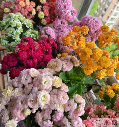 这四种花，打死都不能施肥，一喂就完蛋，救不回来!