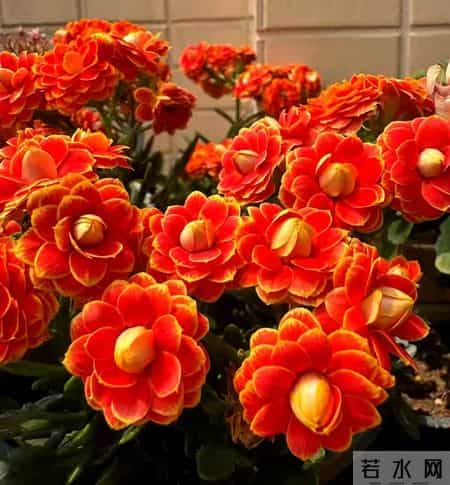 32个长寿花品种,全是当下流行的,品种控们的最爱