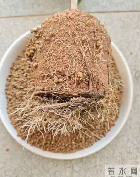 这6种花千万别乱换盆！一换就烂根死苗，养花人血的教训