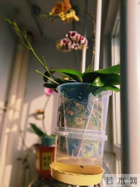 河北一兰花爱好者用暴晒法竟然养出了一人高的爆花爆根蝴蝶兰