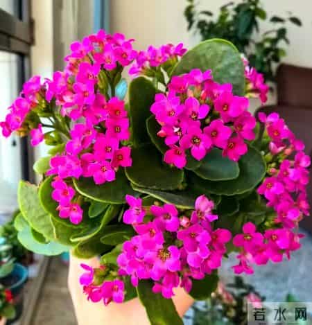 32个长寿花品种,全是当下流行的,品种控们的最爱