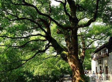 爷爷去世后，我家就再没回去过，出差路过，我发现院内竟有人居住