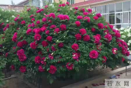 6种长寿花，建议养一盆，养成老桩价值高，开花更有“好兆头”