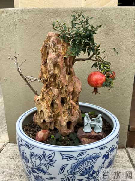 福建一男子养的“石榴小桩景”,22万都不肯出手:他说这才是未来