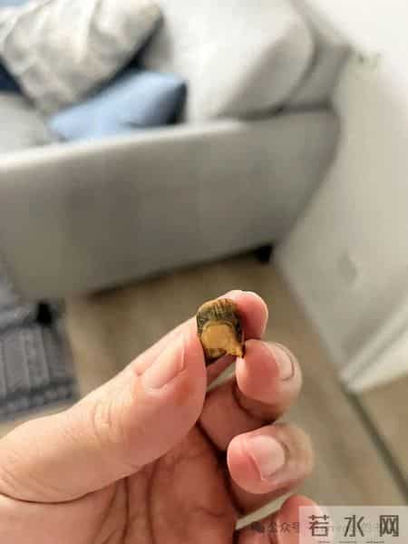 网友记录手指甲掉落的全过程