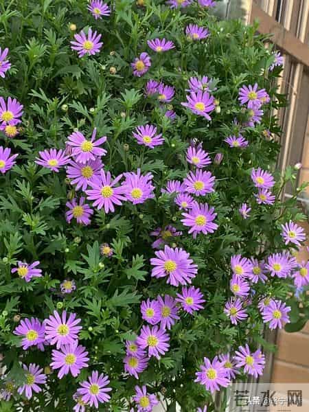 婚内出轨最多的3个生肖女