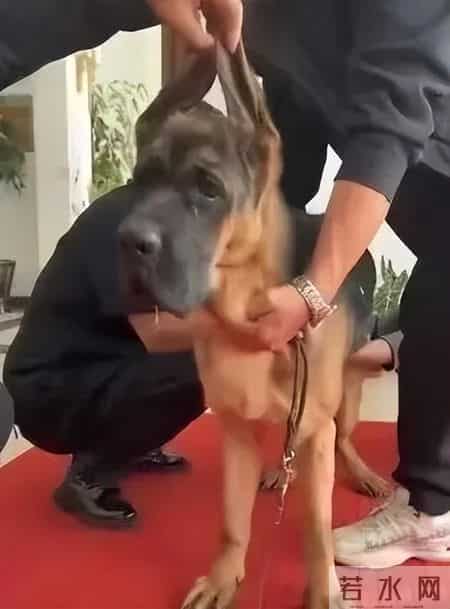 涉案358.6万元获刑15年,警方披露沈阳首例“宠物繁育专家”诈骗案情!